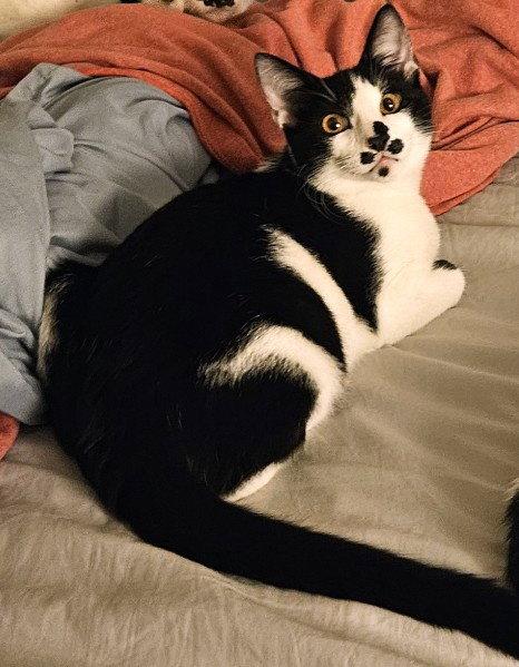 Enlarge Kitten Great Googly Moogly, a Adopted Domestic Short Hair in Seal Beach, CA image 1/3