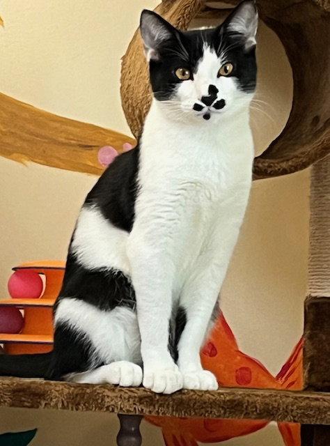 Enlarge Kitten Great Googly Moogly, a Adopted Domestic Short Hair in Seal Beach, CA image 2/3