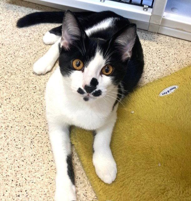 Enlarge Kitten Great Googly Moogly, a Adopted Domestic Short Hair in Seal Beach, CA image 3/3