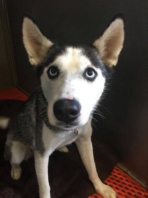 Khaleesi, Adopted, Young Female Husky & Husky.
