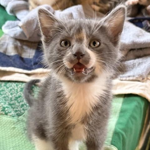 Enlarge Stormy, a ADOPTABLE Domestic Short Hair in Dickinson, ND image 2/2
