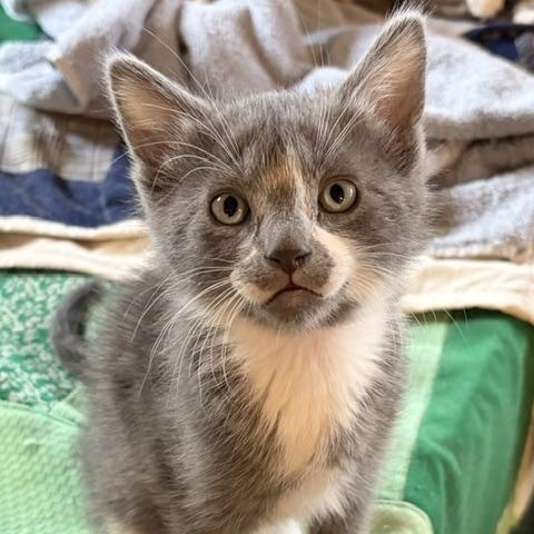 Stormy, ADOPTABLE, Kitten Male Domestic Short Hair.
