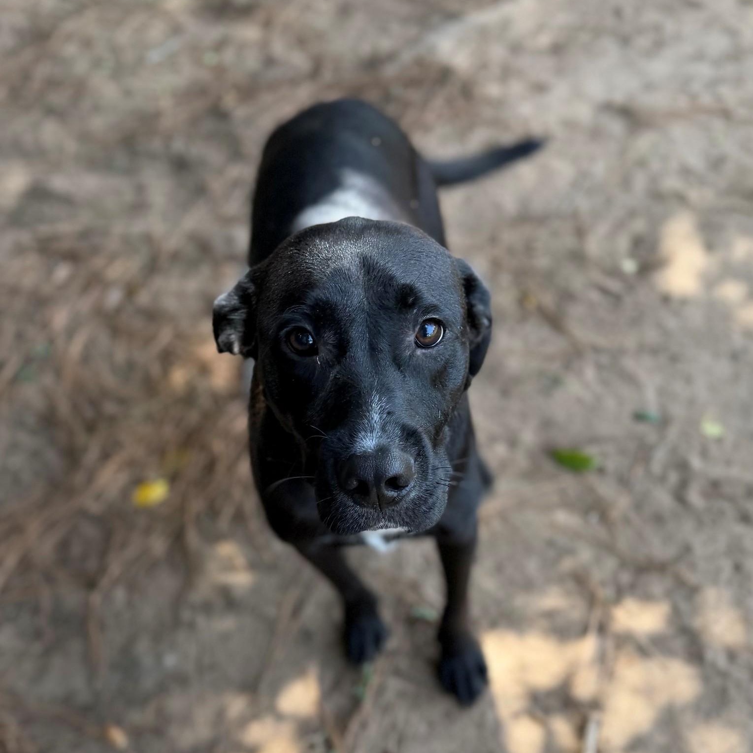 Max, ADOPTABLE, Adult Male Labrador Retriever.