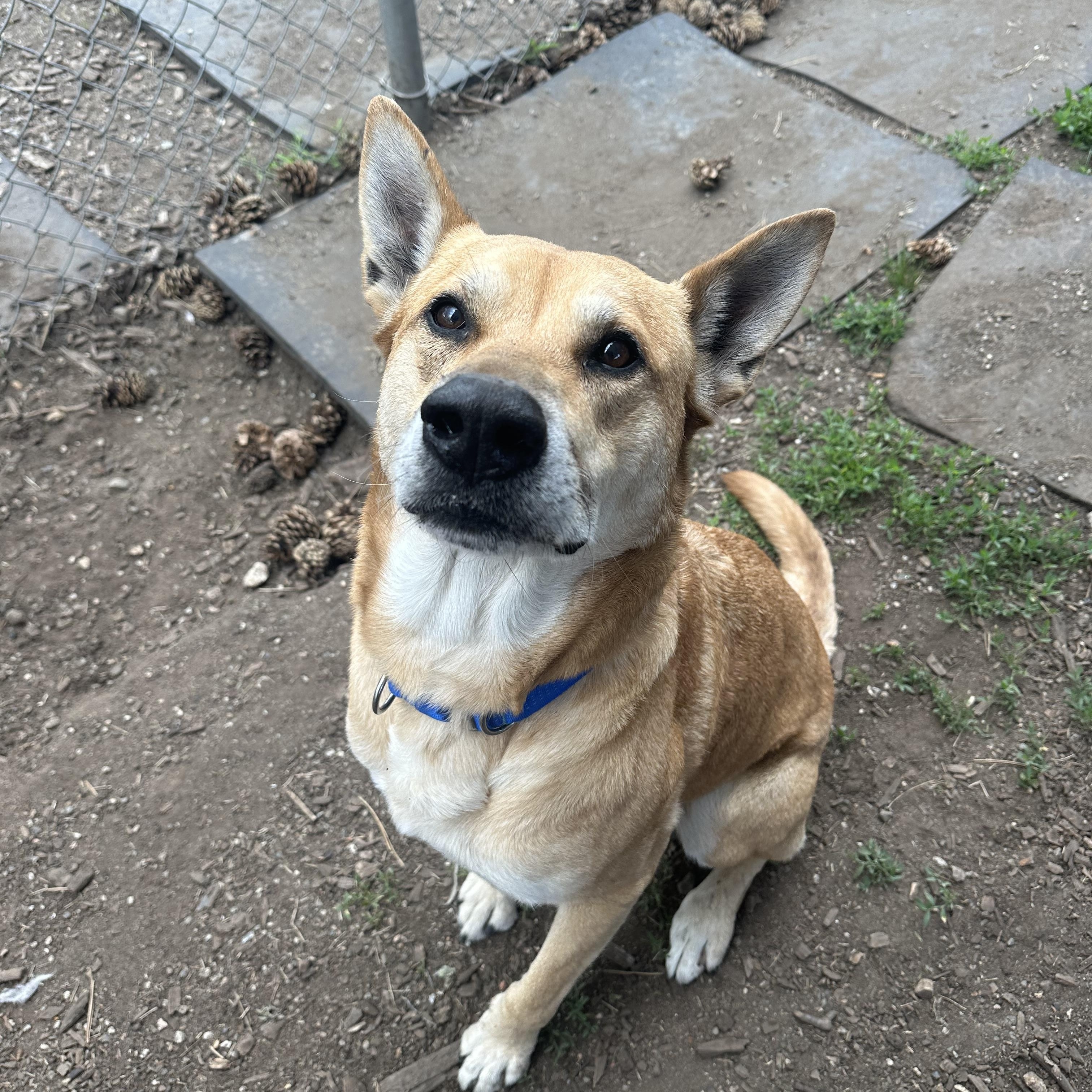 Enlarge Beckham, a Adoptable mixed breed in Vancouver, BC image 3/5