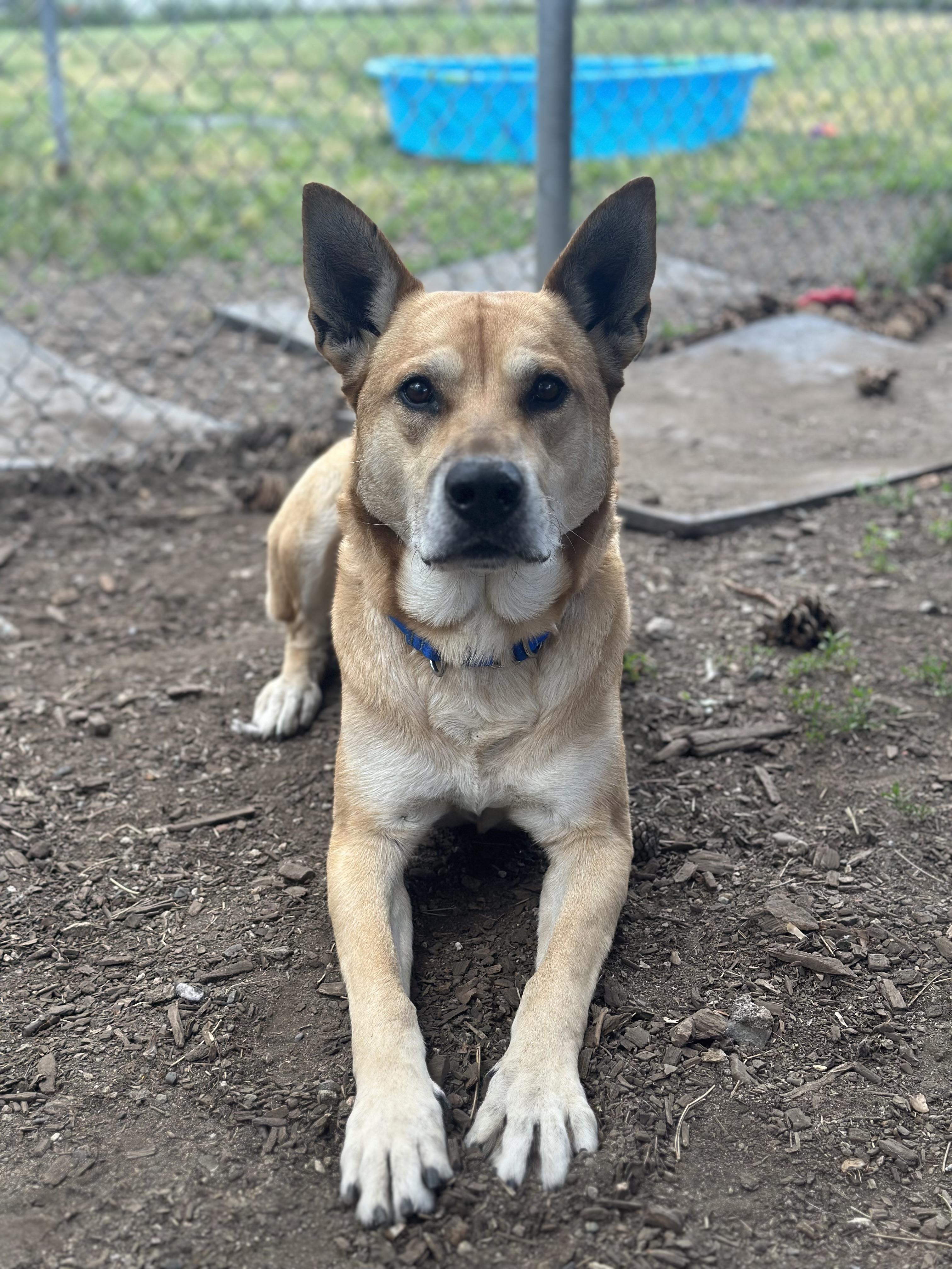 Beckham, Adoptable, Adult Male Shepherd.