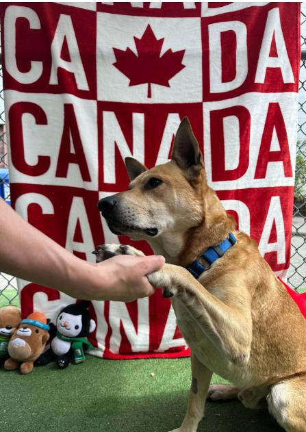 Beckham, a Adoptable mixed breed in Vancouver, BC image 2/6
