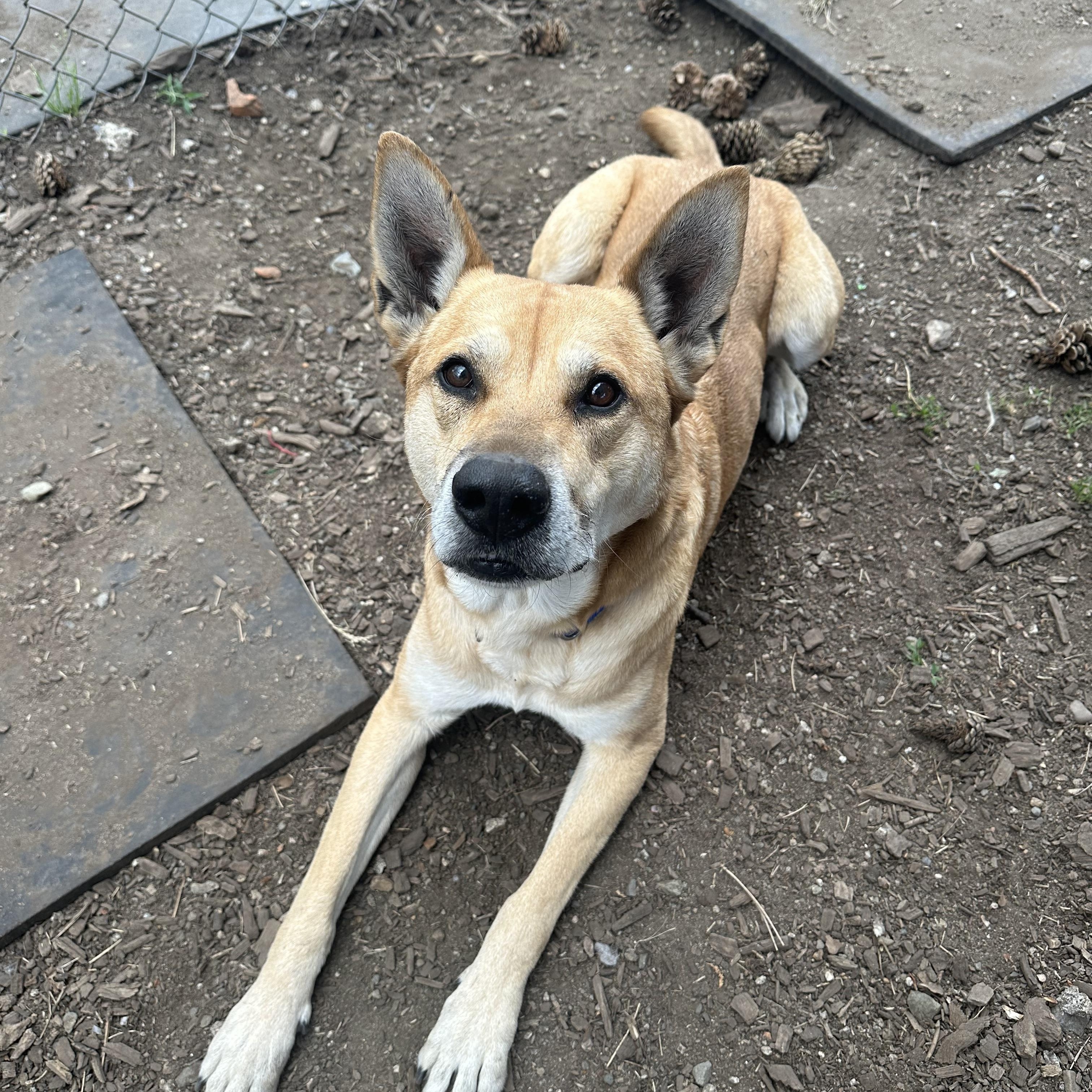 Enlarge Beckham, a Adoptable mixed breed in Vancouver, BC image 4/5