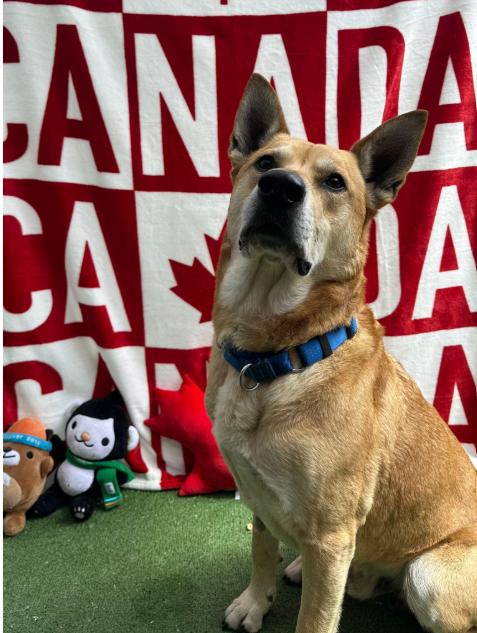 Beckham, a Adoptable mixed breed in Vancouver, BC image 3/6