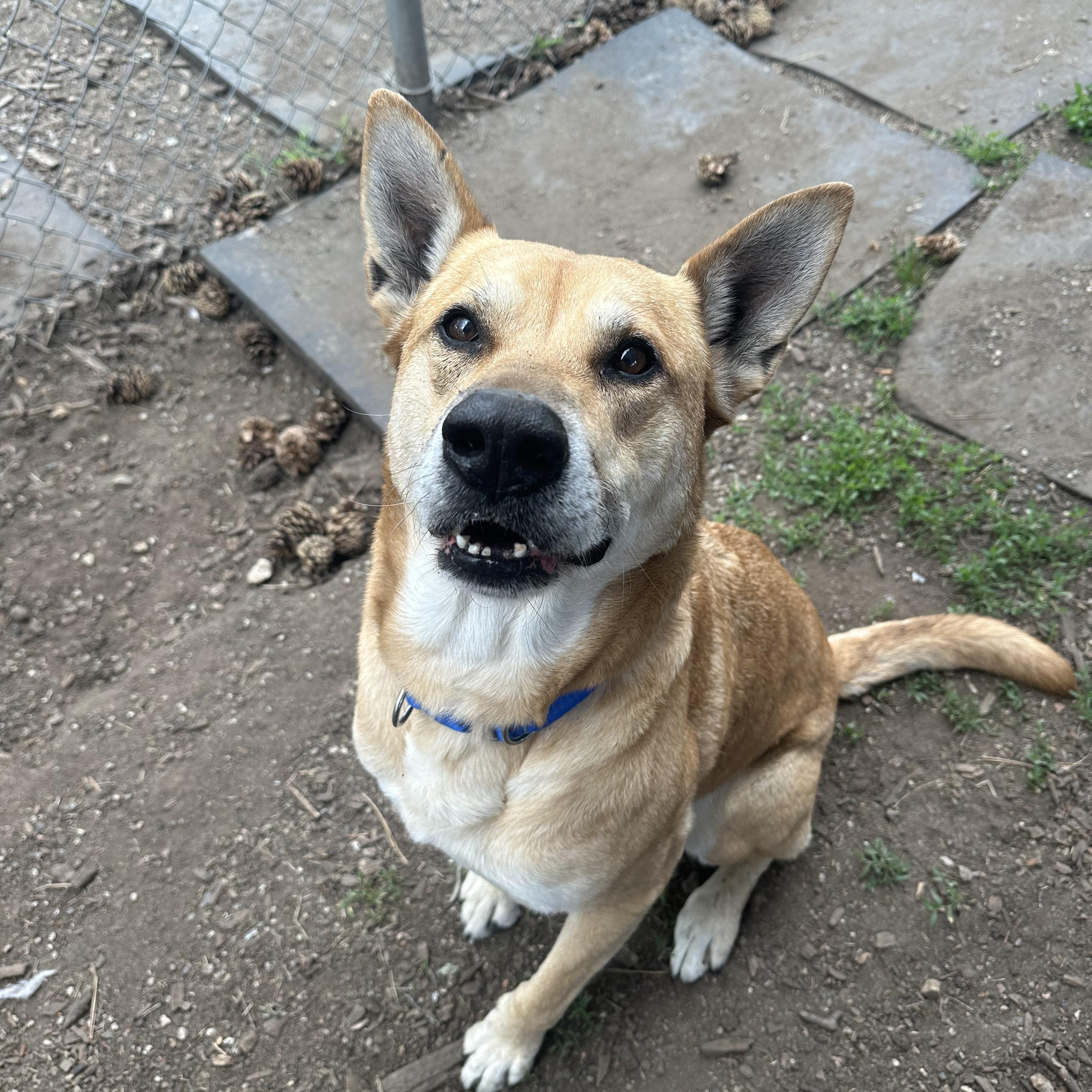 Enlarge Beckham, a Adoptable mixed breed in Vancouver, BC image 2/5