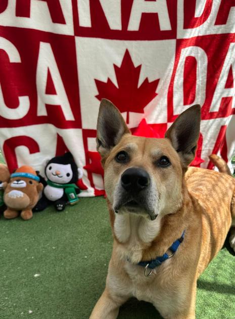 Beckham, a Adoptable mixed breed in Vancouver, BC image 1/6