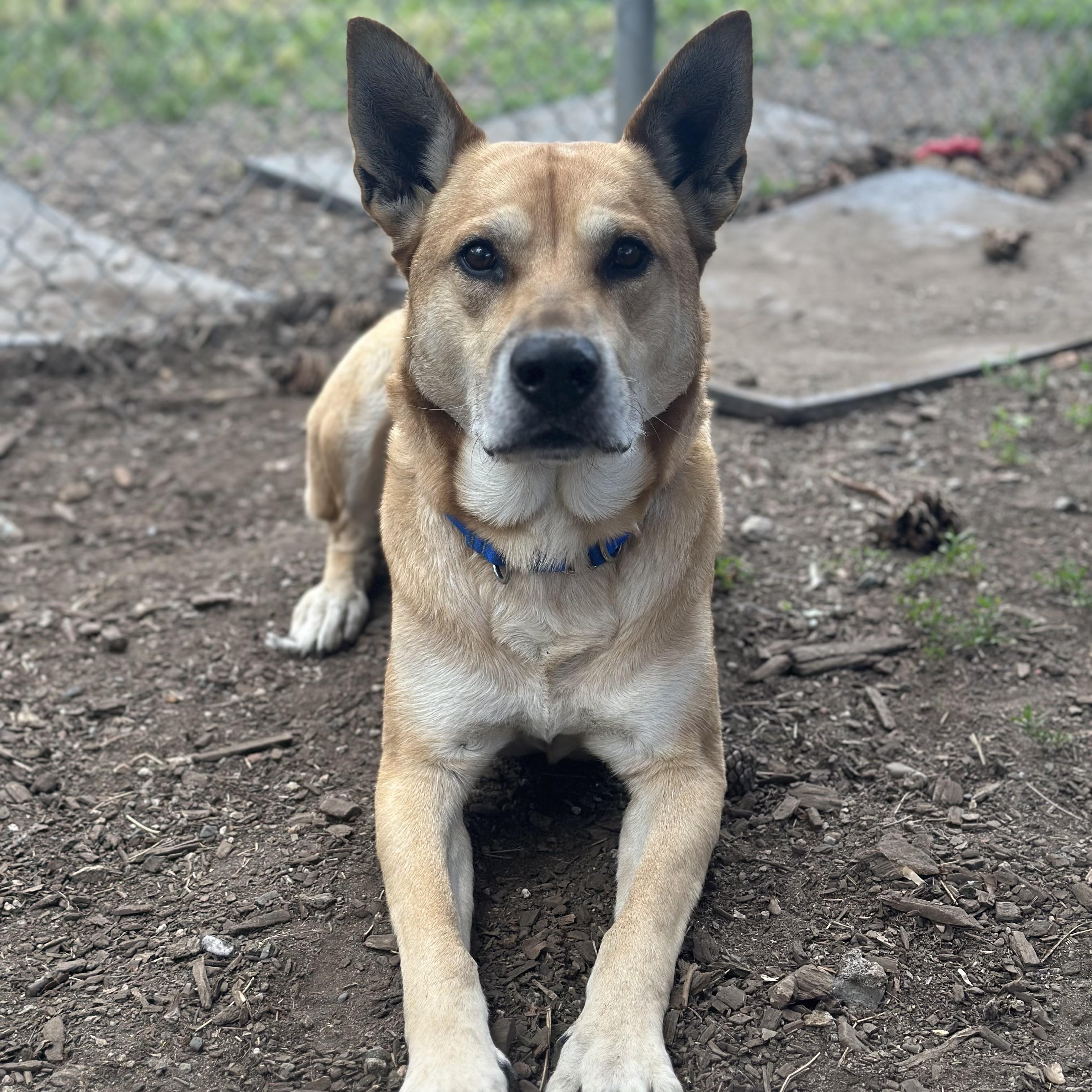 Enlarge Beckham, a Adoptable mixed breed in Vancouver, BC image 5/5