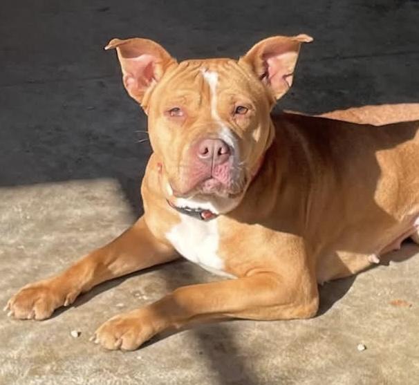 Crystal AVAILABLE, Adoptable, Young Female American Bully.