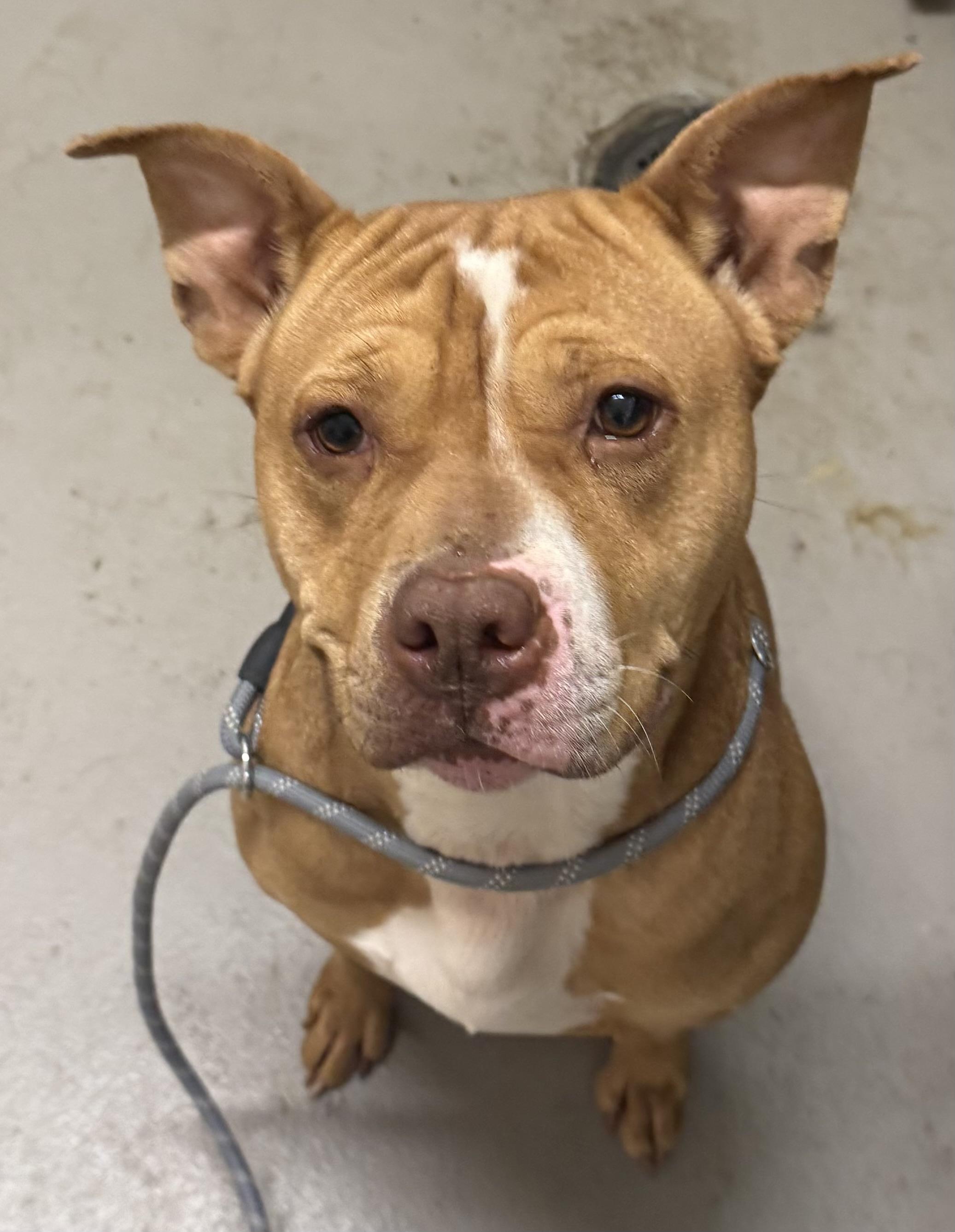 Enlarge Crystal AVAILABLE, a Adoptable American Bully in Canton, OH image 2/3