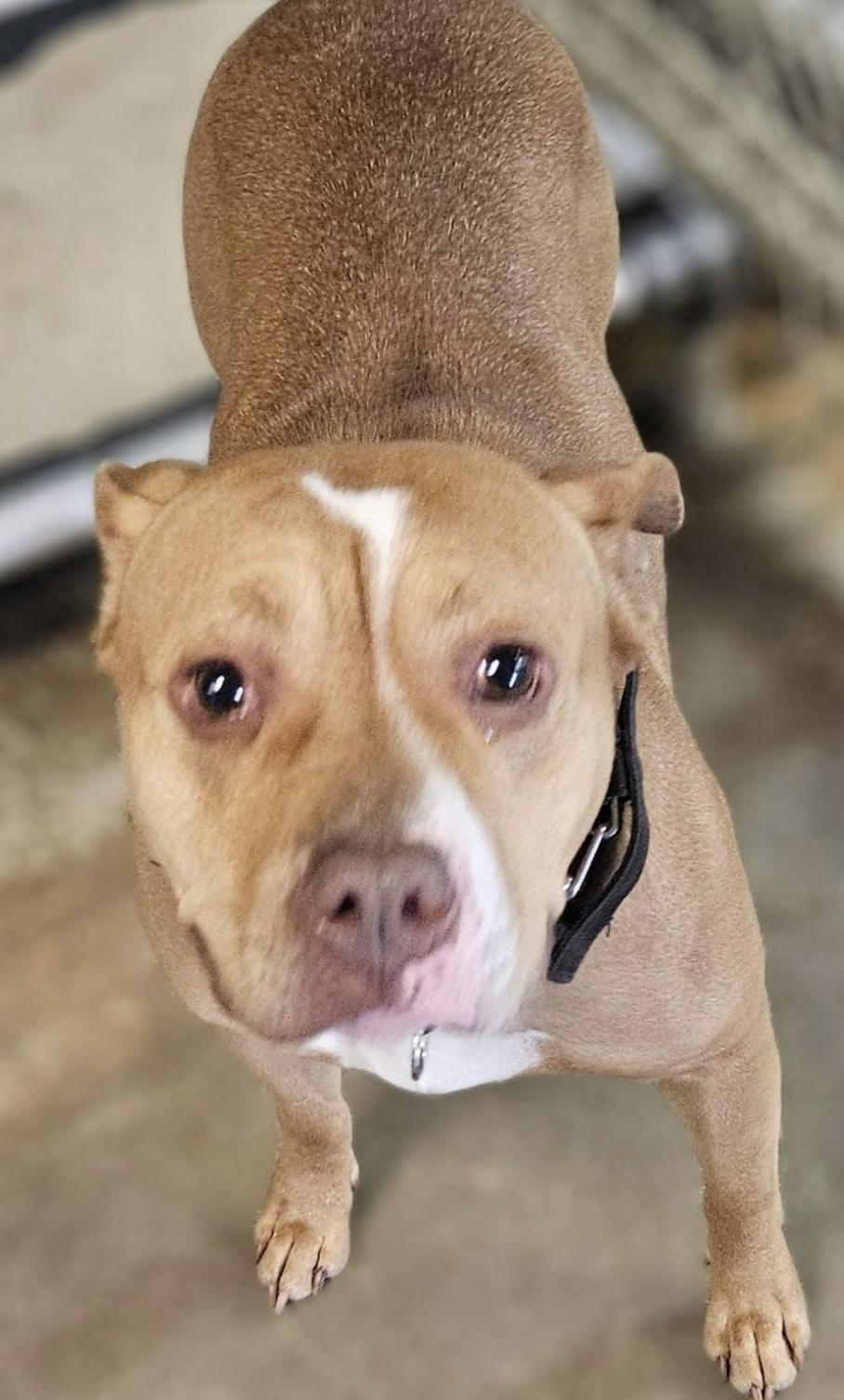Enlarge Crystal AVAILABLE, a Adoptable American Bully in Canton, OH image 3/3
