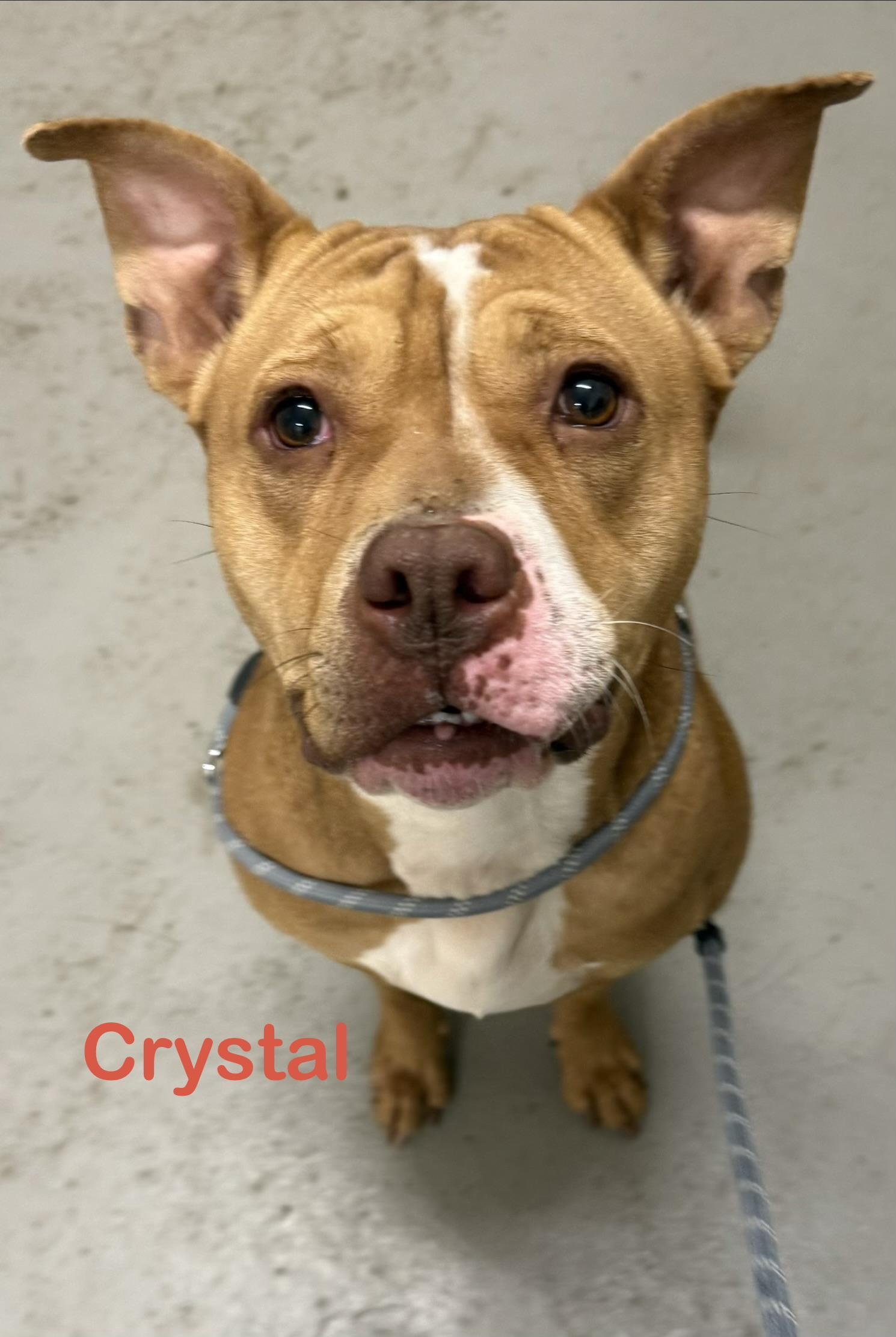 Crystal AVAILABLE, Adoptable, Young Female American Bully.