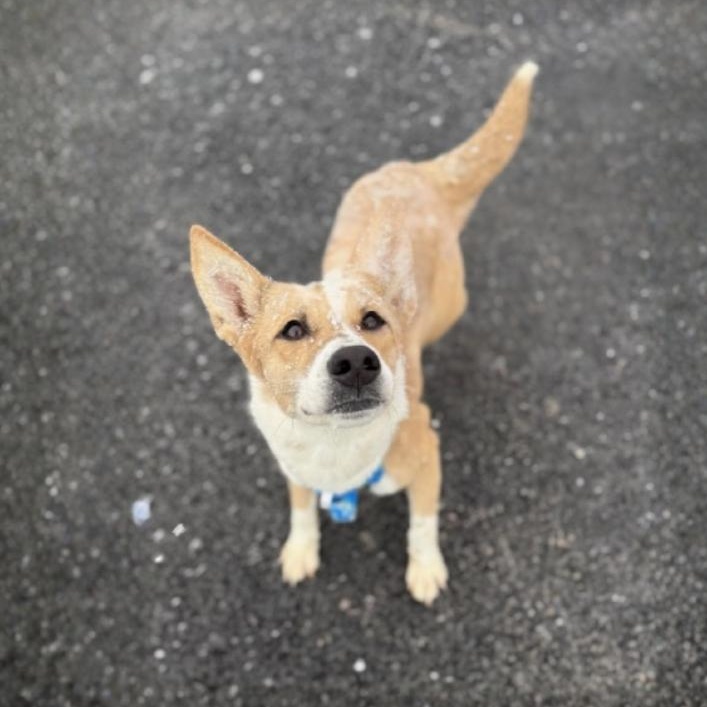 Enlarge Patrick , an adoptable Mixed Breed in Greensburg, PA image 6/6