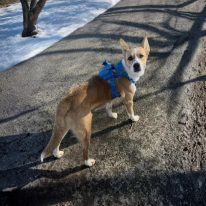 Enlarge Patrick , an adoptable Mixed Breed in Greensburg, PA image 3/6