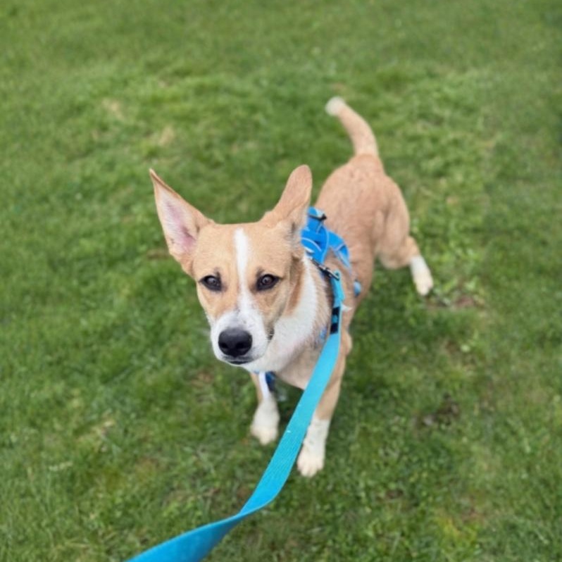 Enlarge Patrick , an adoptable Mixed Breed in Greensburg, PA image 4/6