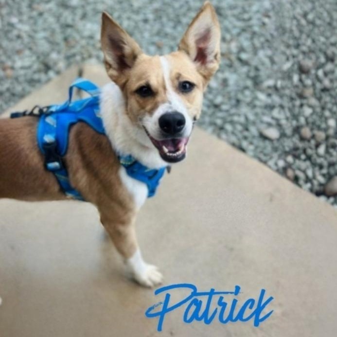 Enlarge Patrick , an adoptable Mixed Breed in Greensburg, PA image 1/6