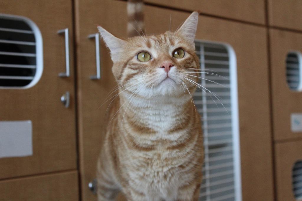 Prince, ADOPTABLE, Young Male Domestic Short Hair.