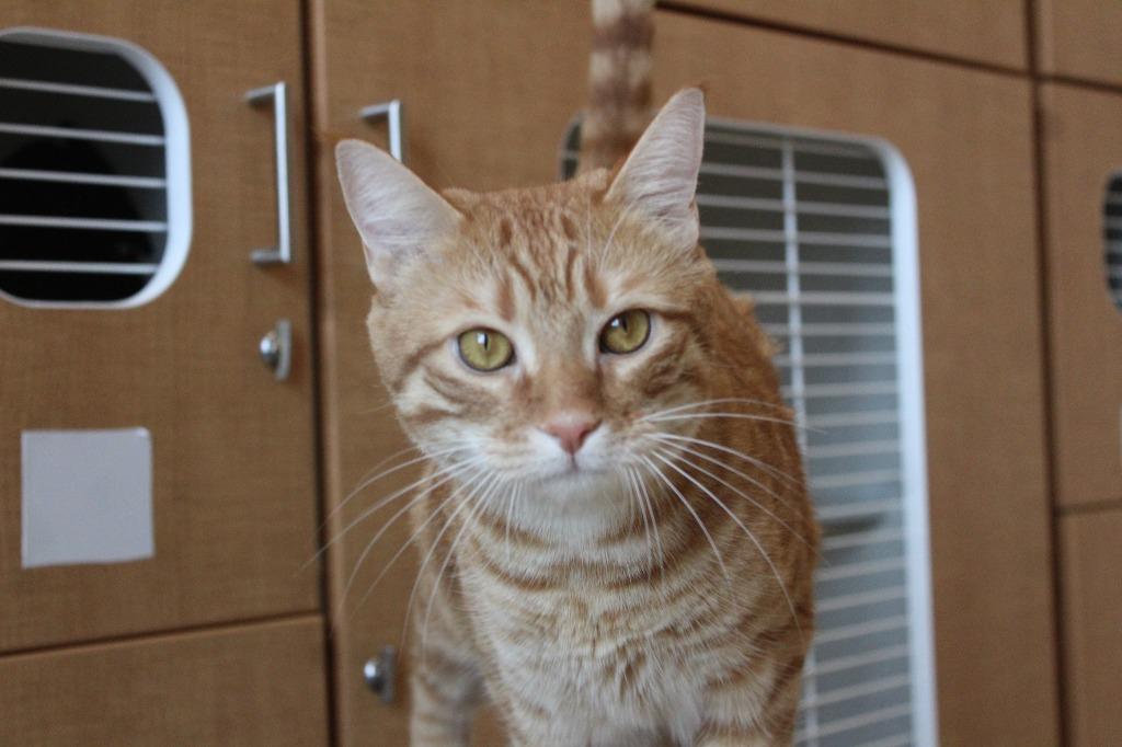 Enlarge Prince, a ADOPTABLE Domestic Short Hair in Chestertown, MD image 3/4
