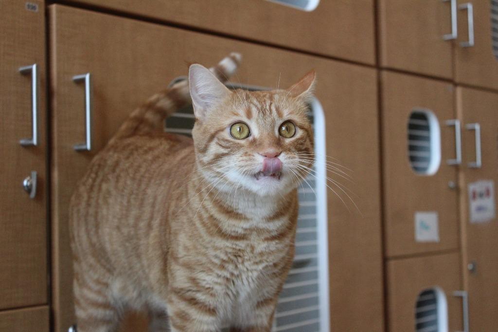 Enlarge Prince, a ADOPTABLE Domestic Short Hair in Chestertown, MD image 2/4