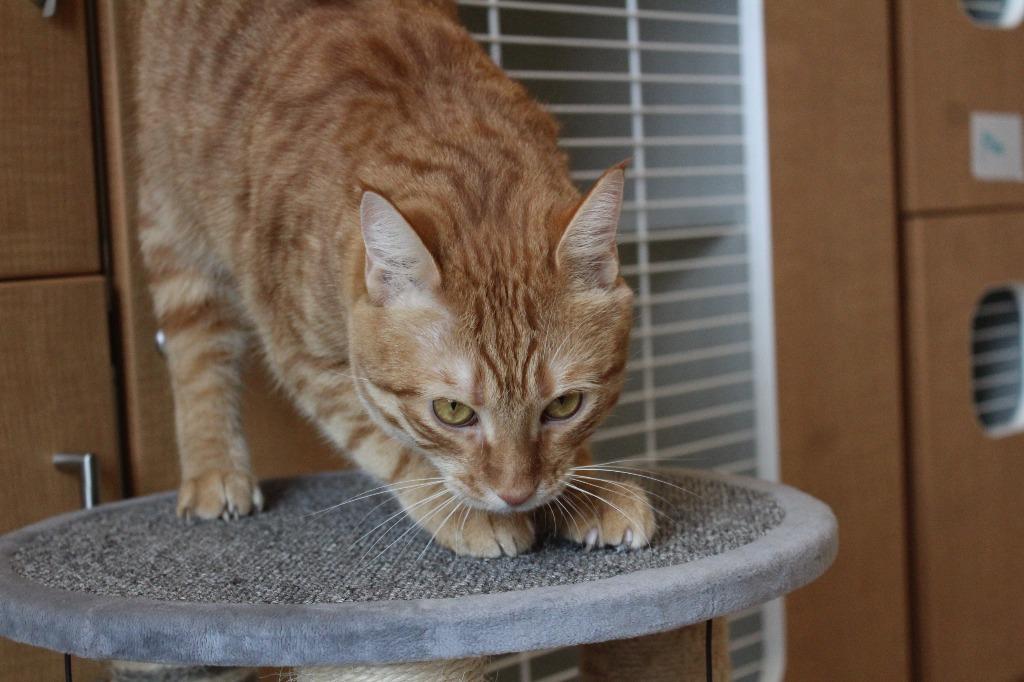 Enlarge Prince, a ADOPTABLE Domestic Short Hair in Chestertown, MD image 4/4