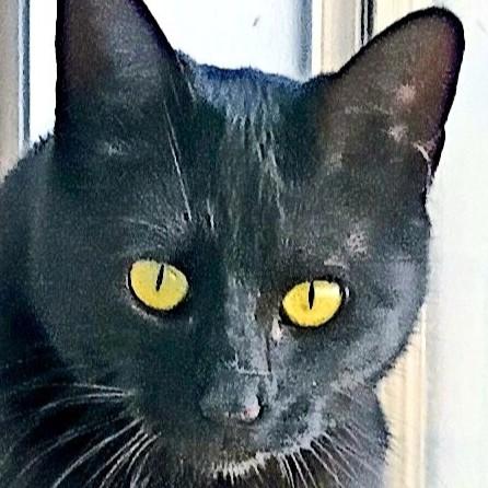 Sadie H., Adoptable, Adult Female Domestic Short Hair.