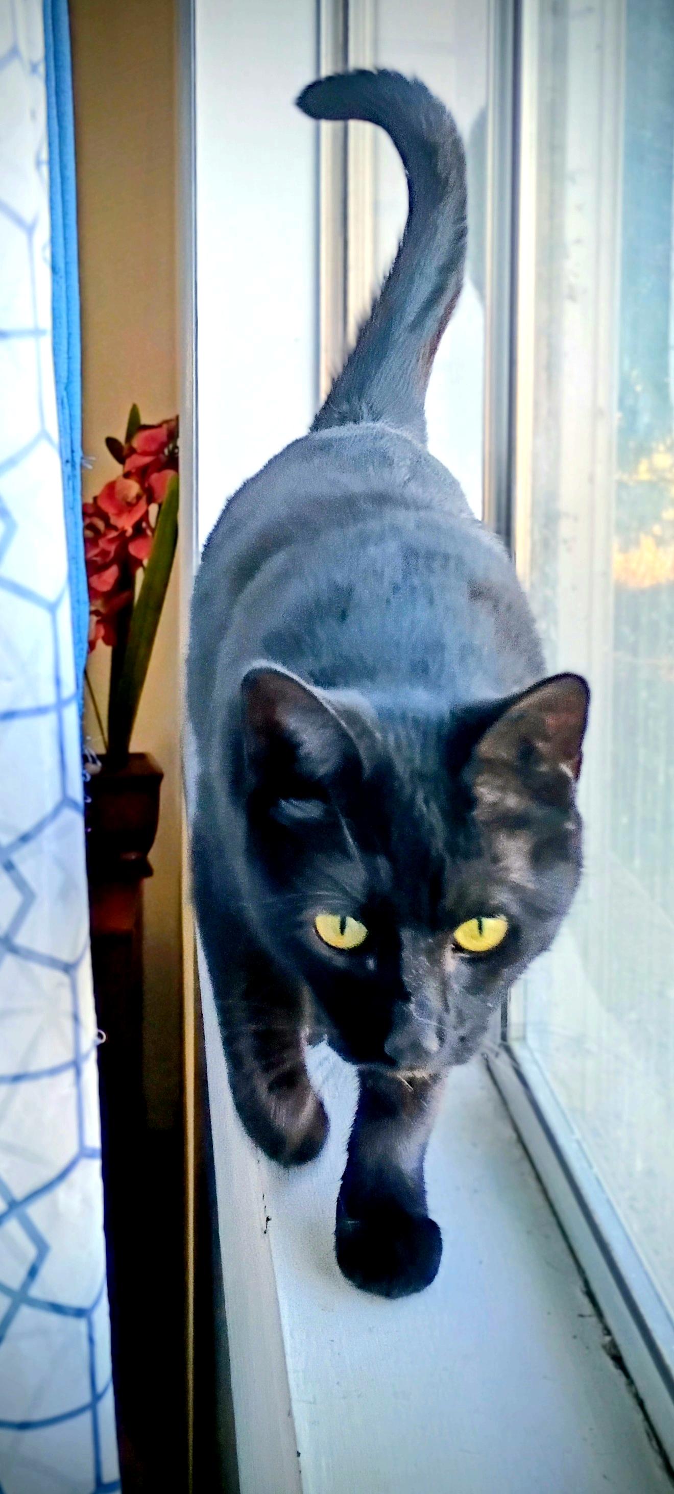 Enlarge Sadie H., a Adoptable mixed breed in Buhl, ID image 2/6