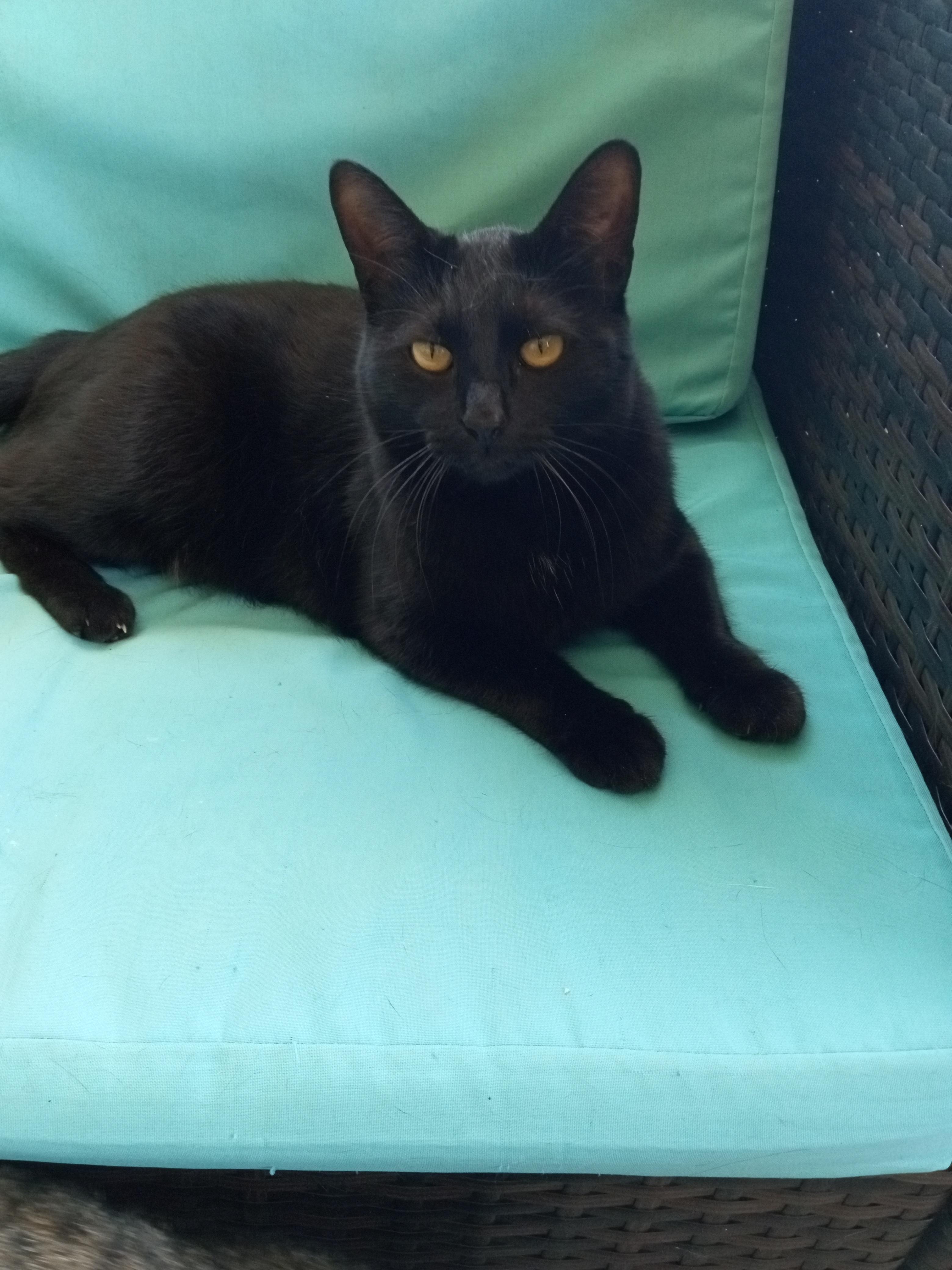 Enlarge Sadie H., a Adoptable mixed breed in Buhl, ID image 3/6