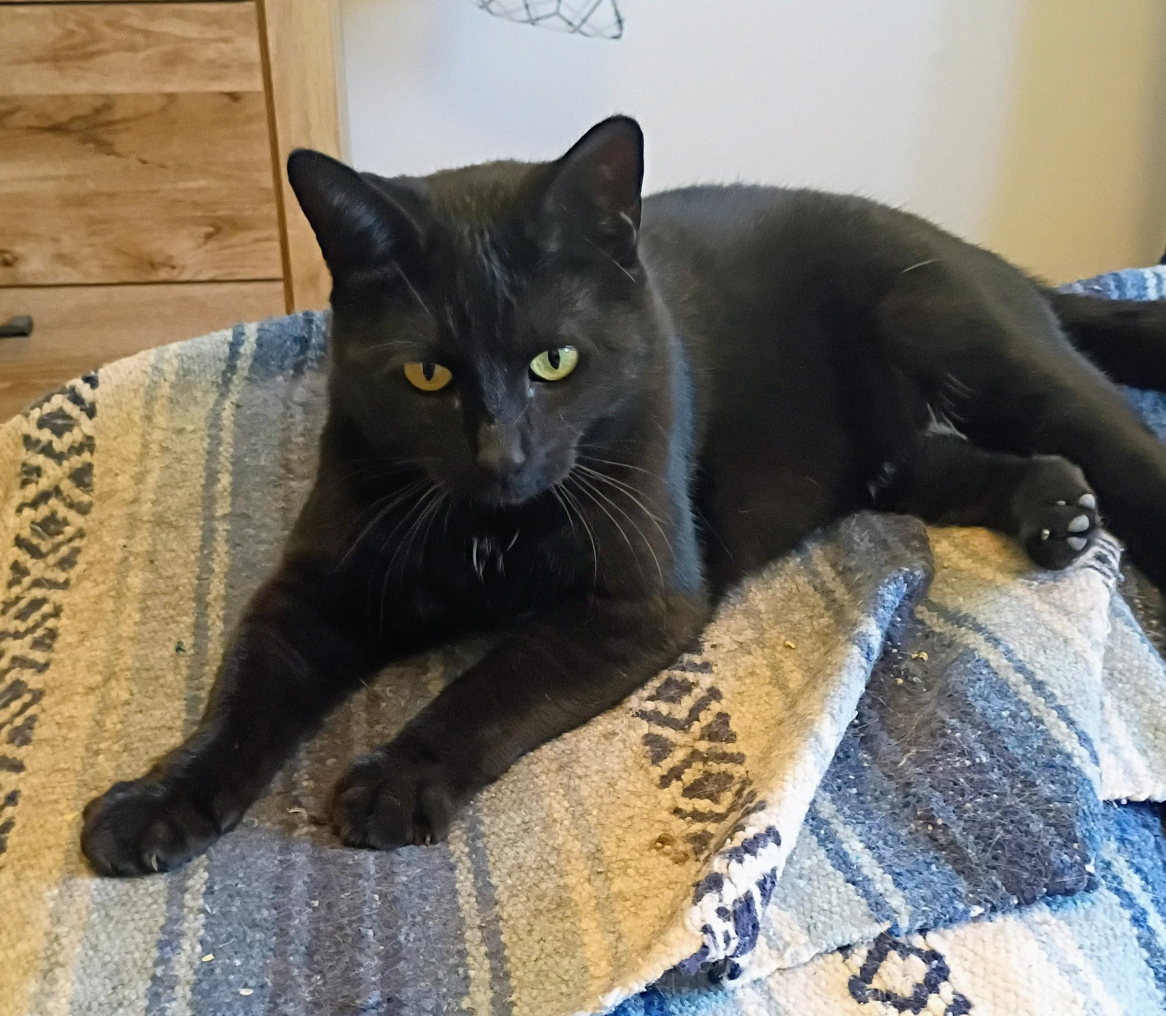 Enlarge Sadie H., a Adoptable mixed breed in Buhl, ID image 4/6