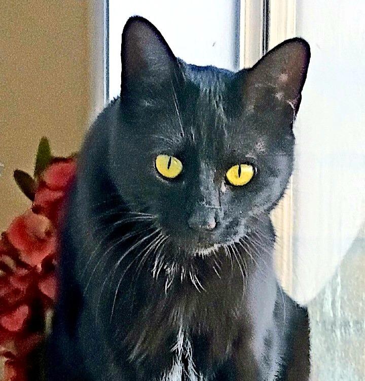 Enlarge Sadie H., a Adoptable mixed breed in Buhl, ID image 5/6