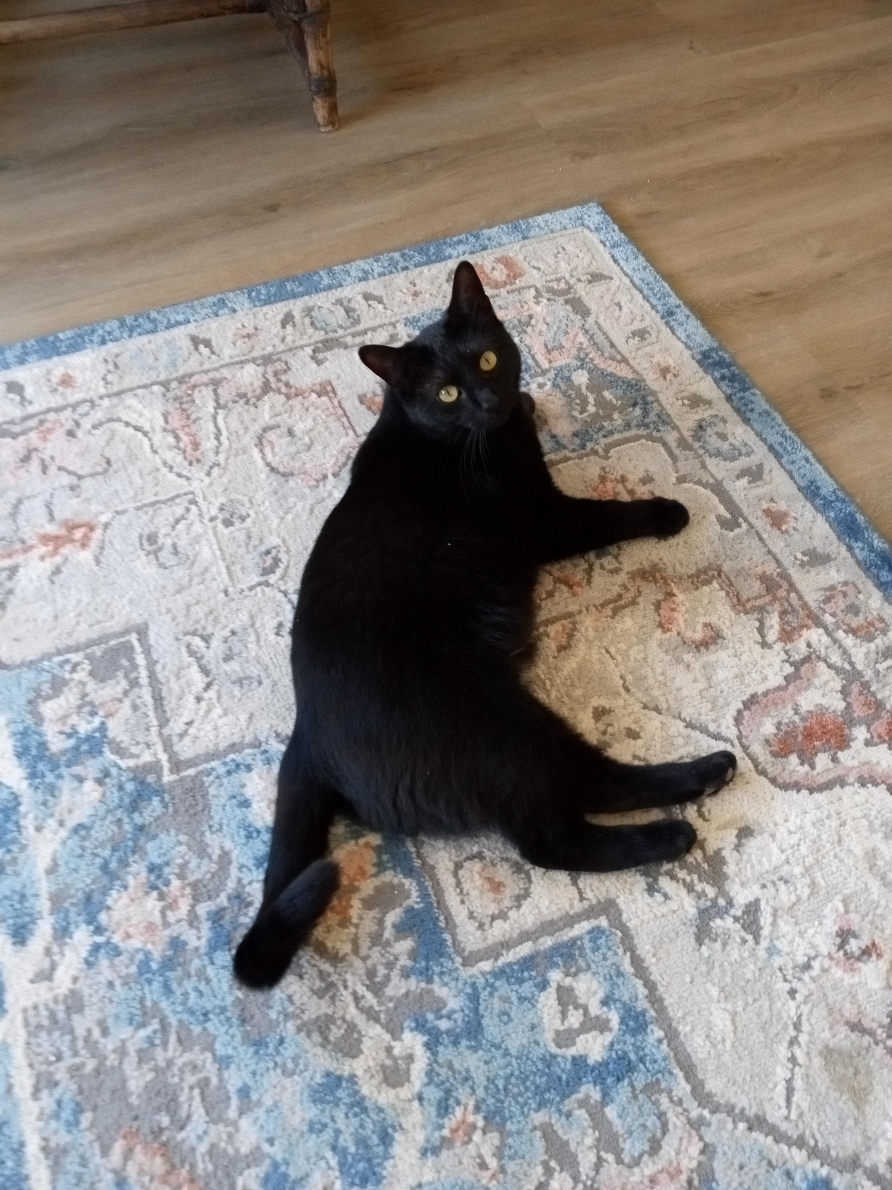 Enlarge Sadie H., a Adoptable mixed breed in Buhl, ID image 6/6