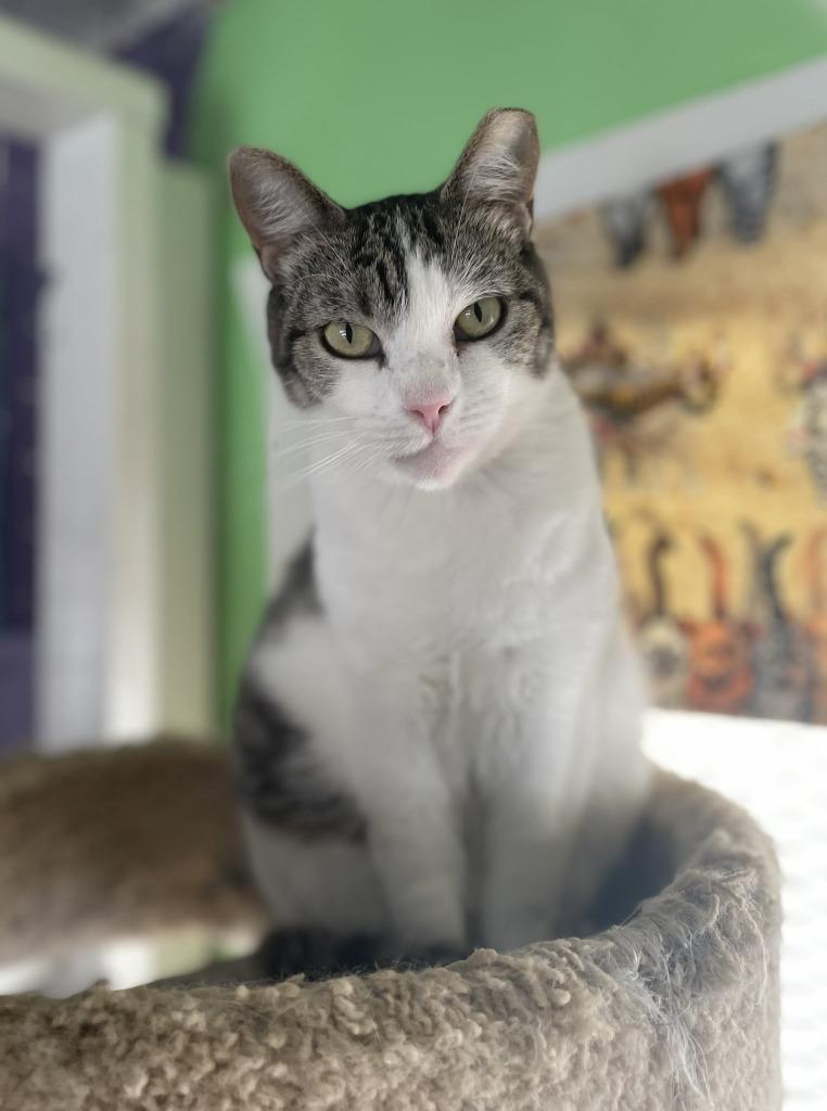 Summer, Adoptable, Adult Female Domestic Short Hair.