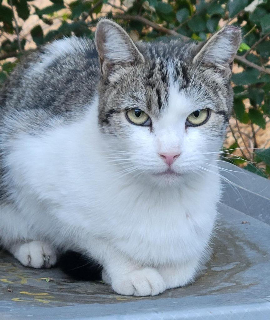 Enlarge Summer, a Adoptable mixed breed in Ogden, UT image 1/3