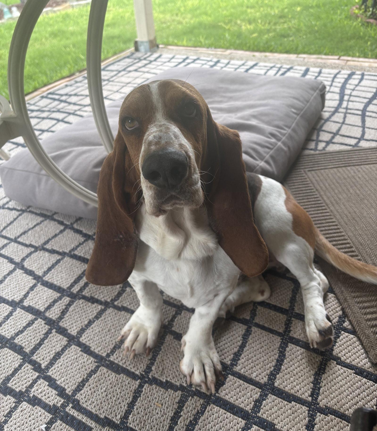 Charlie, Adoptable, Adult Male Basset Hound.