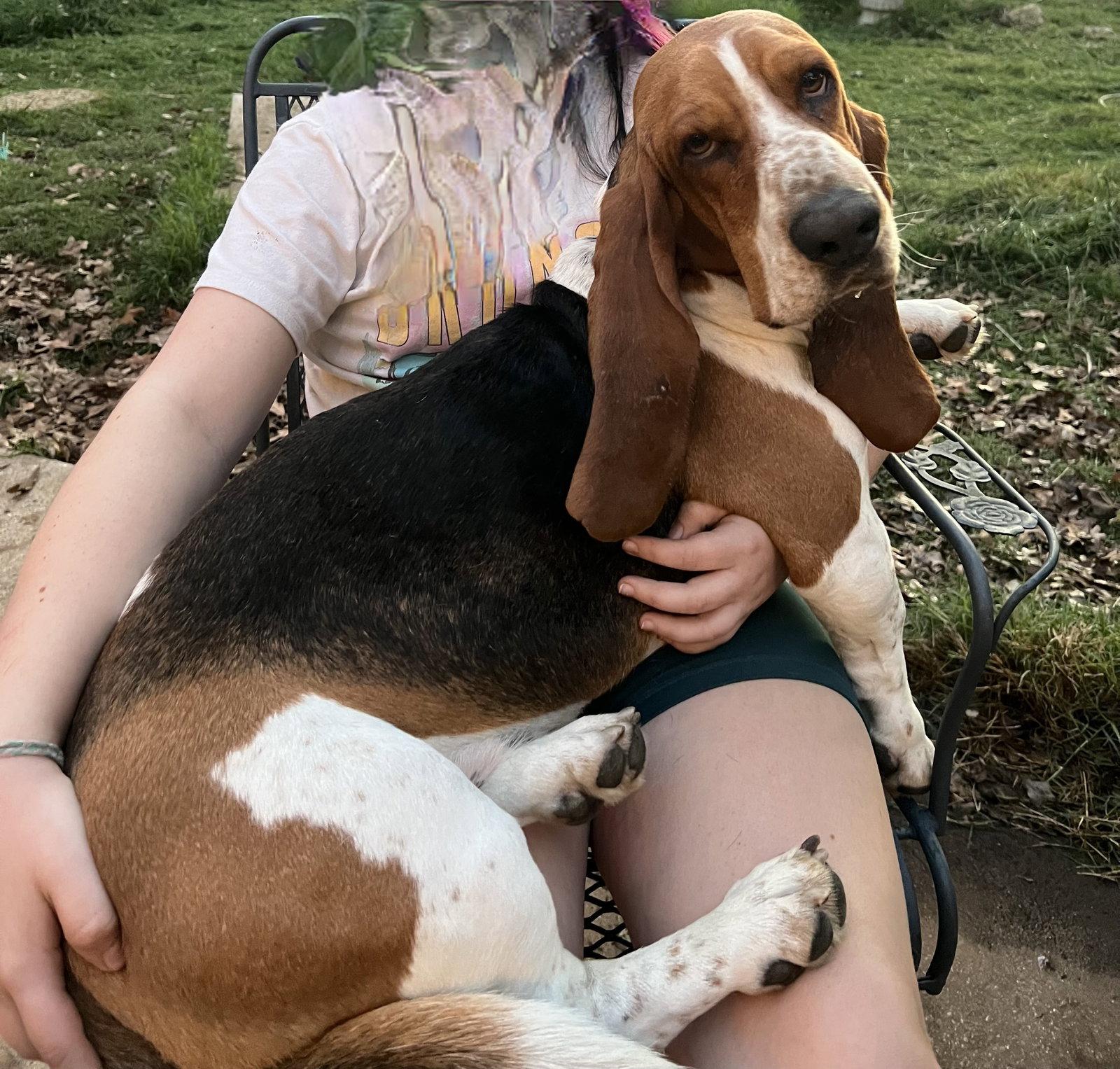 Enlarge Charlie, a Adoptable Basset Hound in Grapevine, TX image 2/3