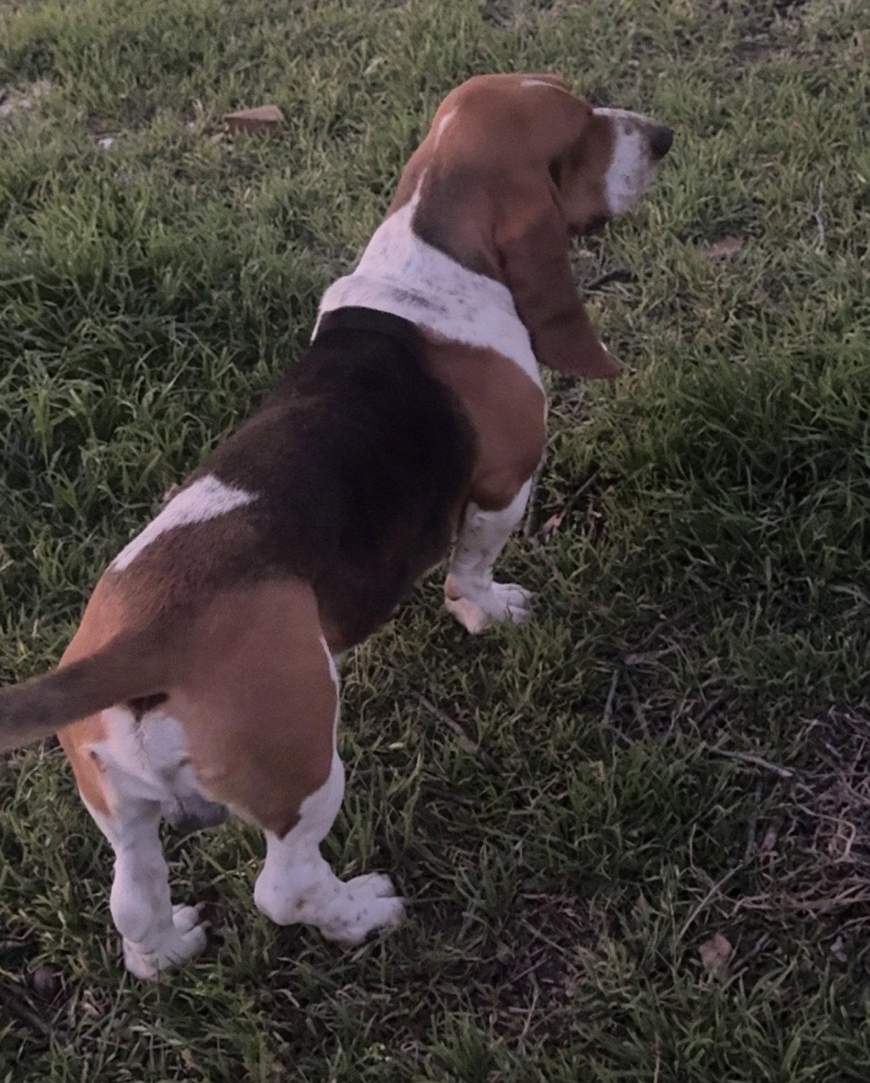 Enlarge Charlie, a Adoptable Basset Hound in Grapevine, TX image 3/3