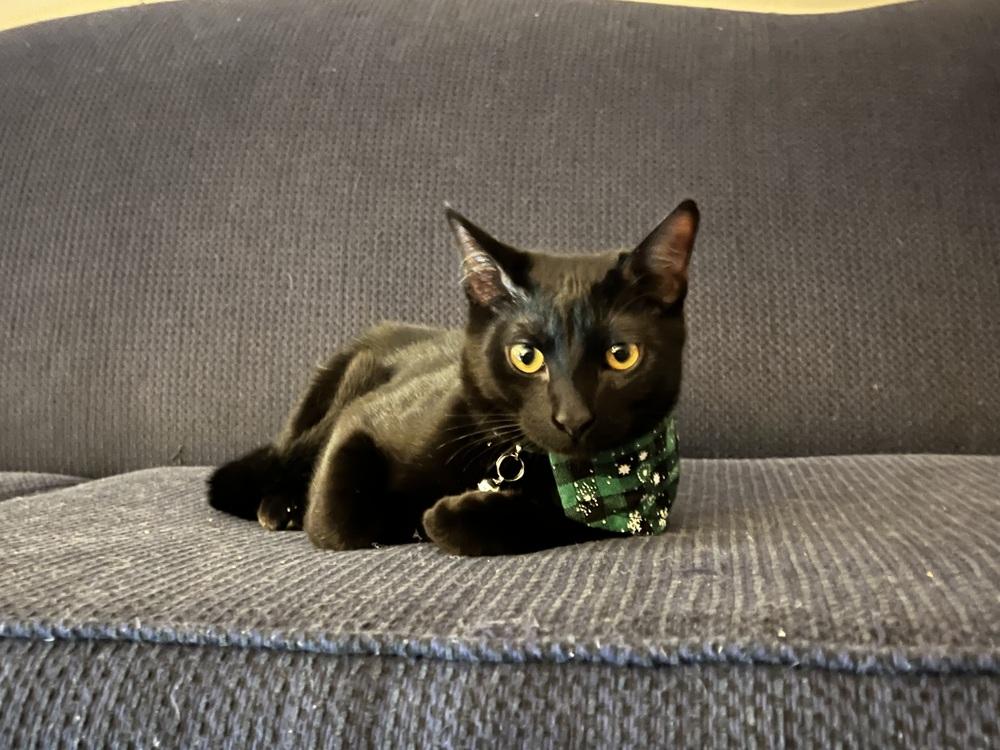 Giorgio Armani, Adoptable, Kitten Male Domestic Short Hair.