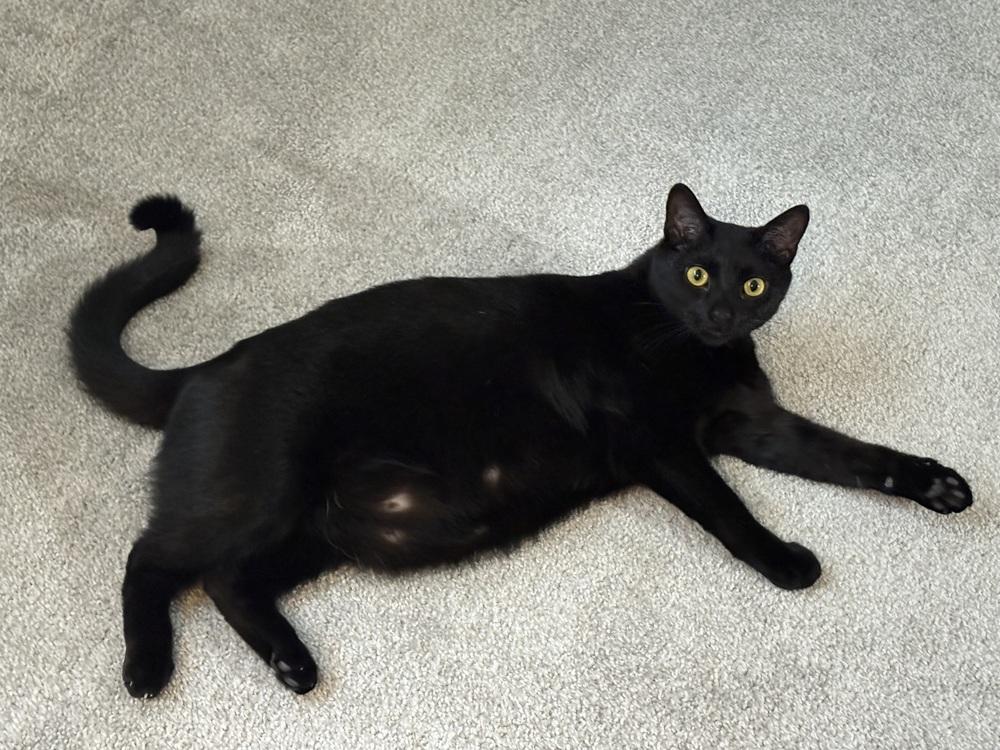 Enlarge Giorgio, a Adoptable Domestic Short Hair in Greensboro, NC image 2/5