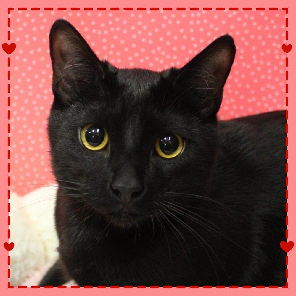 Enlarge Giorgio Armani, a Adoptable Domestic Short Hair in Greensboro, NC image 2/5