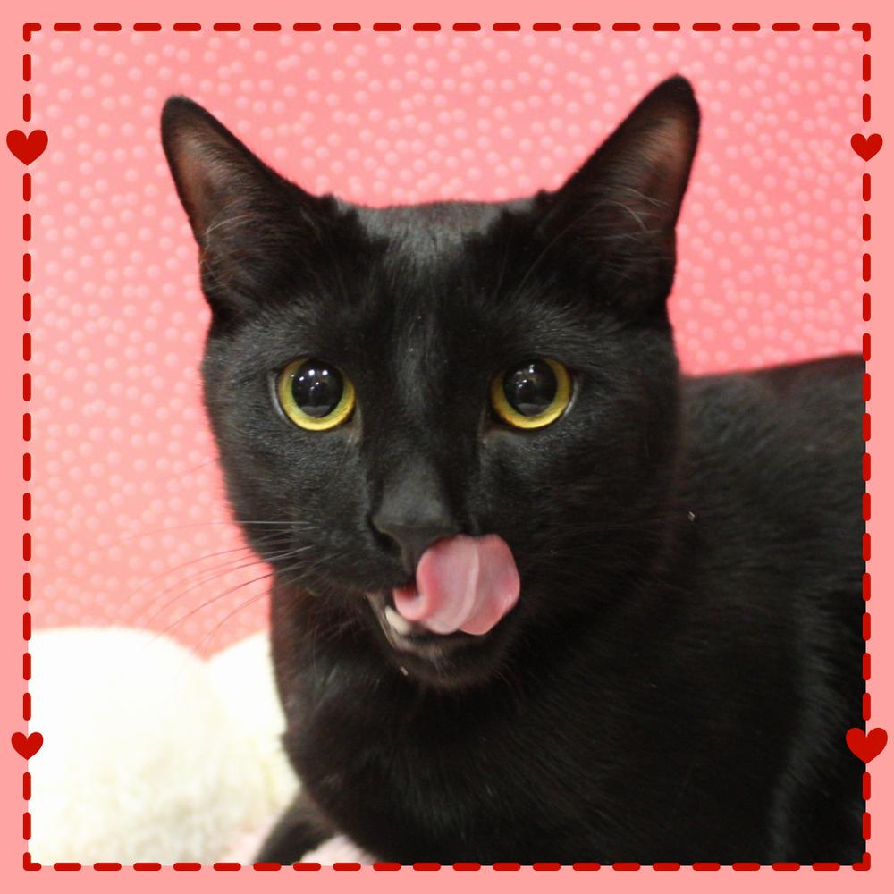 Enlarge Giorgio Armani, a Adoptable Domestic Short Hair in Greensboro, NC image 3/5