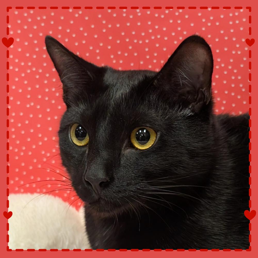 Enlarge Giorgio Armani, a Adoptable Domestic Short Hair in Greensboro, NC image 4/5