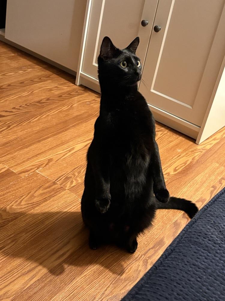 Enlarge Giorgio, a Adoptable Domestic Short Hair in Greensboro, NC image 4/5