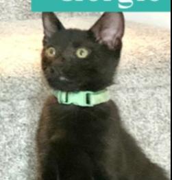 Enlarge Giorgio Armani, a Adoptable Domestic Short Hair in Greensboro, NC image 5/5