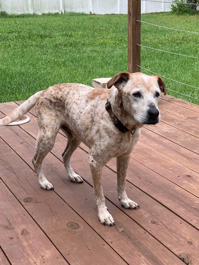 Toast, a Adopted mixed breed in Jacksonville, FL image 1/4