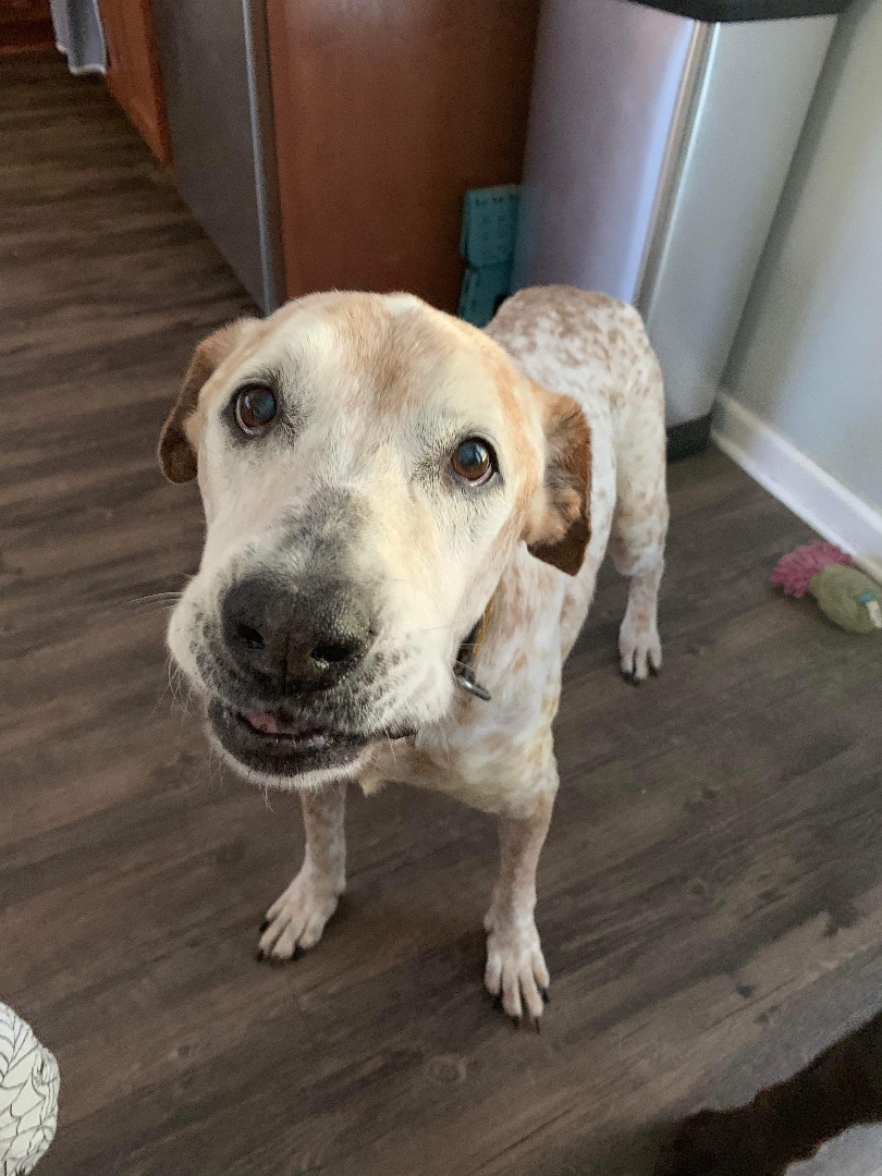 Toast, a Adopted mixed breed in Jacksonville, FL image 2/4