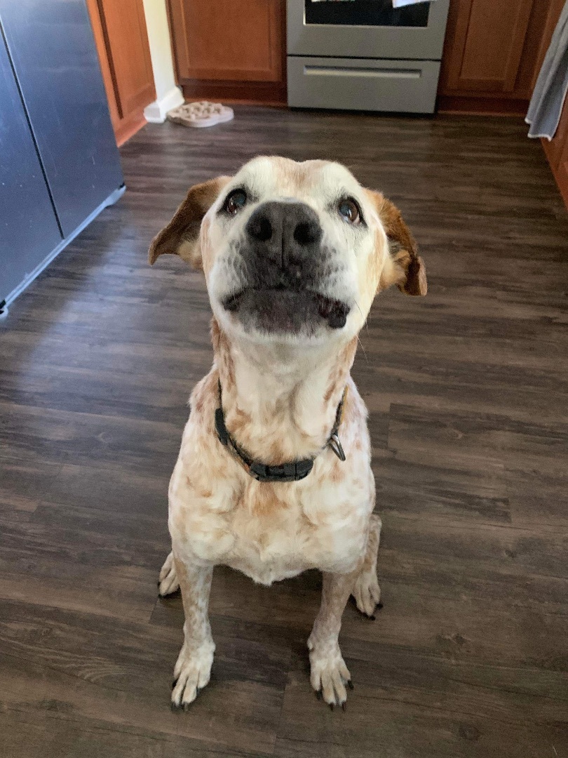 Toast, a Adopted mixed breed in Jacksonville, FL image 3/4