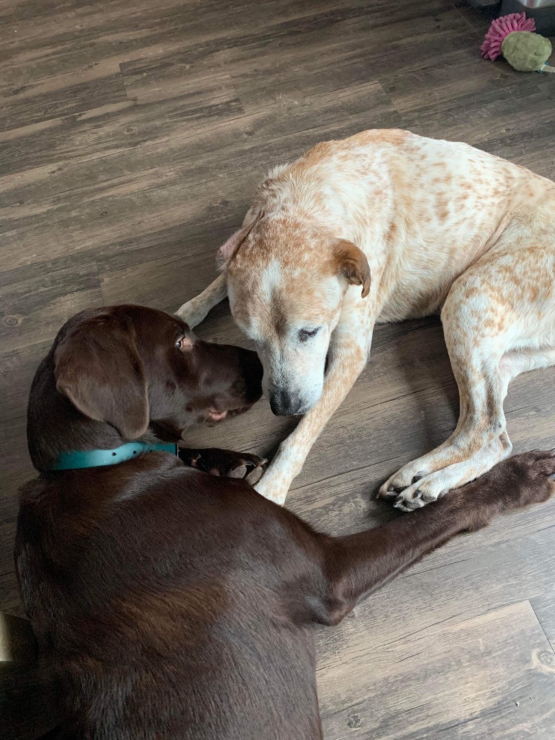 Toast, a Adopted mixed breed in Jacksonville, FL image 4/4