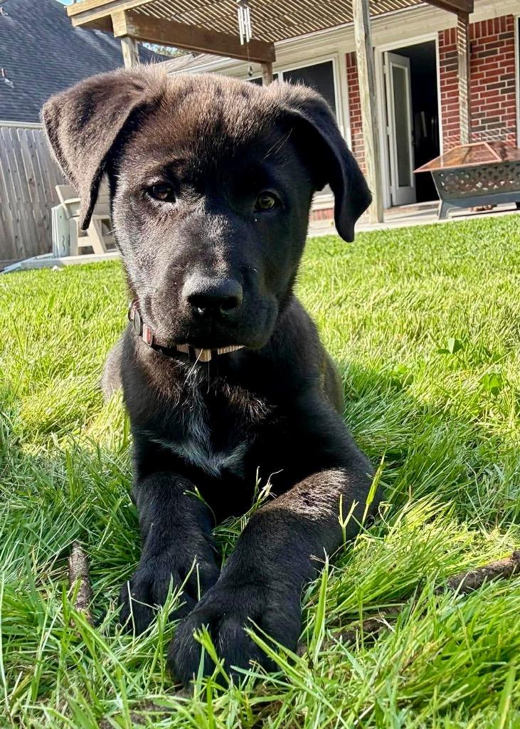 Enlarge Andie, a Adoptable mixed breed in Buffalo, NY image 6/6